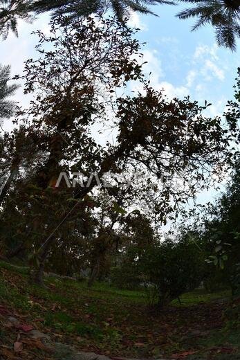Date palm , tree of the palm family cultivated for its sweet edible fruits. The date palm has been prized from remotest antiquity.