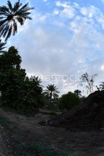 Date palm , tree of the palm family cultivated for its sweet edible fruits. The date palm has been prized from remotest antiquity.