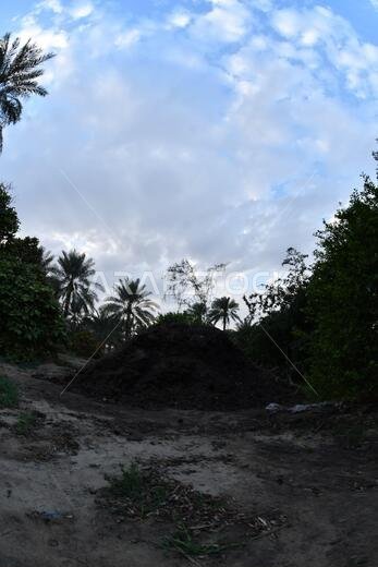Date palm , tree of the palm family cultivated for its sweet edible fruits. The date palm has been prized from remotest antiquity.