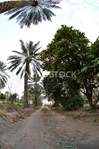 نخيل التمر، شجرة من فصيلة النخيل تُزرع لثمارها الحلوة الصالحة للأكل. وقد حظي نخيل التمر بتقدير كبير منذ أقدم العصور.