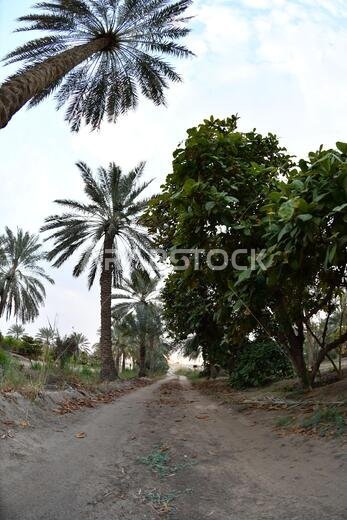 نخيل التمر، شجرة من فصيلة النخيل تُزرع لثمارها الحلوة الصالحة للأكل. وقد حظي نخيل التمر بتقدير كبير منذ أقدم العصور.
