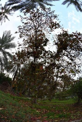 Date palm , tree of the palm family cultivated for its sweet edible fruits. The date palm has been prized from remotest antiquity.