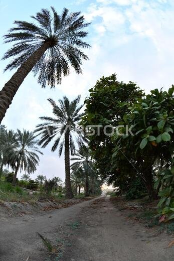 Date palm , tree of the palm family cultivated for its sweet edible fruits. The date palm has been prized from remotest antiquity.