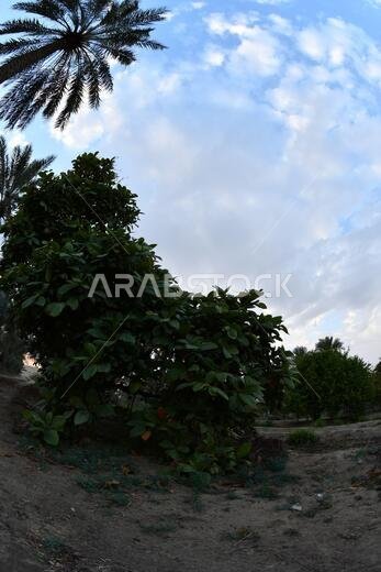 Date palm , tree of the palm family cultivated for its sweet edible fruits. The date palm has been prized from remotest antiquity.