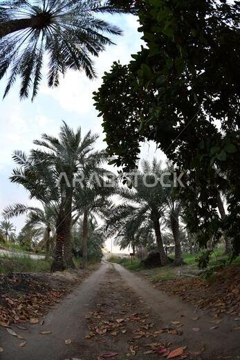 Date palm , tree of the palm family cultivated for its sweet edible fruits. The date palm has been prized from remotest antiquity.