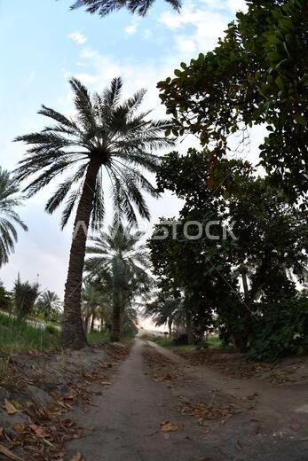 نخيل التمر، شجرة من فصيلة النخيل تُزرع لثمارها الحلوة الصالحة للأكل. وقد حظي نخيل التمر بتقدير كبير منذ أقدم العصور.