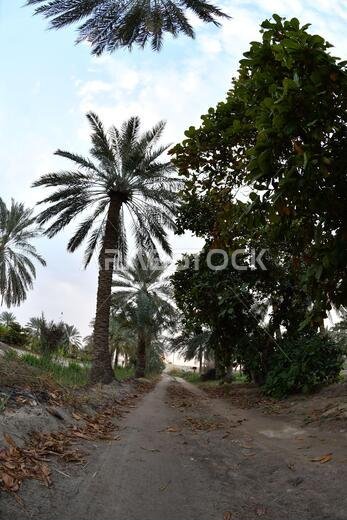 نخيل التمر، شجرة من فصيلة النخيل تُزرع لثمارها الحلوة الصالحة للأكل. وقد حظي نخيل التمر بتقدير كبير منذ أقدم العصور.