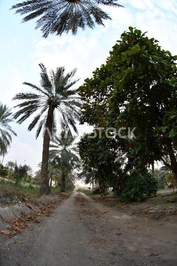 Date palm , tree of the palm family cultivated for its sweet edible fruits. The date palm has been prized from remotest antiquity.