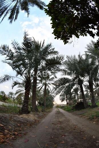 نخيل التمر، شجرة من فصيلة النخيل تُزرع لثمارها الحلوة الصالحة للأكل. وقد حظي نخيل التمر بتقدير كبير منذ أقدم العصور.