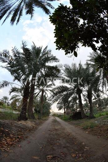 Date palm , tree of the palm family cultivated for its sweet edible fruits. The date palm has been prized from remotest antiquity.