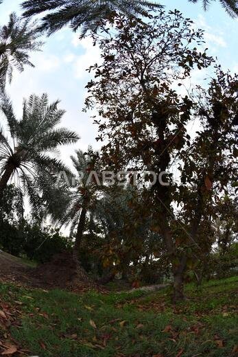 نخيل التمر، شجرة من فصيلة النخيل تُزرع لثمارها الحلوة الصالحة للأكل. وقد حظي نخيل التمر بتقدير كبير منذ أقدم العصور.