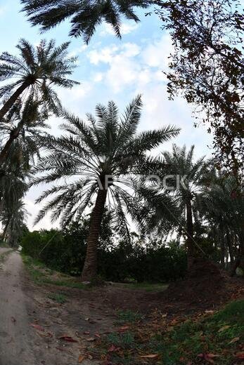 Date palm , tree of the palm family cultivated for its sweet edible fruits. The date palm has been prized from remotest antiquity.