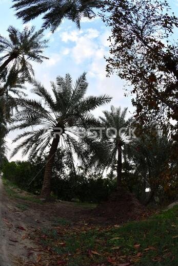 Date palm , tree of the palm family cultivated for its sweet edible fruits. The date palm has been prized from remotest antiquity.