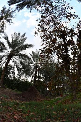نخيل التمر، شجرة من فصيلة النخيل تُزرع لثمارها الحلوة الصالحة للأكل. وقد حظي نخيل التمر بتقدير كبير منذ أقدم العصور.