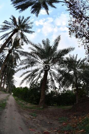 نخيل التمر، شجرة من فصيلة النخيل تُزرع لثمارها الحلوة الصالحة للأكل. وقد حظي نخيل التمر بتقدير كبير منذ أقدم العصور.
