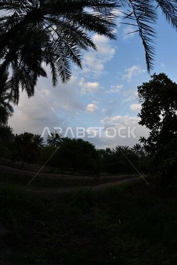 Date palm , tree of the palm family cultivated for its sweet edible fruits. The date palm has been prized from remotest antiquity.