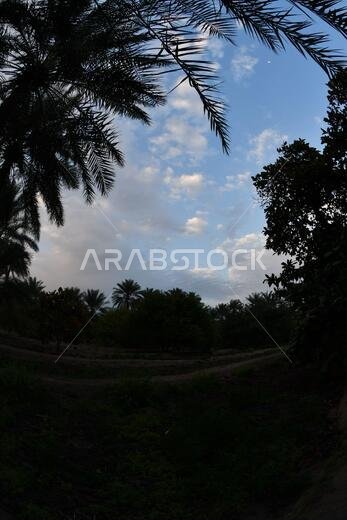 Date palm , tree of the palm family cultivated for its sweet edible fruits. The date palm has been prized from remotest antiquity.