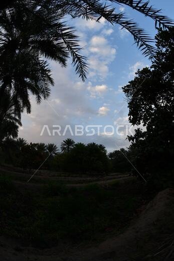 نخيل التمر، شجرة من فصيلة النخيل تُزرع لثمارها الحلوة الصالحة للأكل. وقد حظي نخيل التمر بتقدير كبير منذ أقدم العصور.