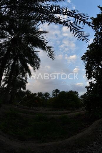 Date palm , tree of the palm family cultivated for its sweet edible fruits. The date palm has been prized from remotest antiquity.