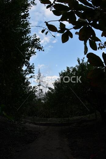 نخيل التمر، شجرة من فصيلة النخيل تُزرع لثمارها الحلوة الصالحة للأكل. وقد حظي نخيل التمر بتقدير كبير منذ أقدم العصور.