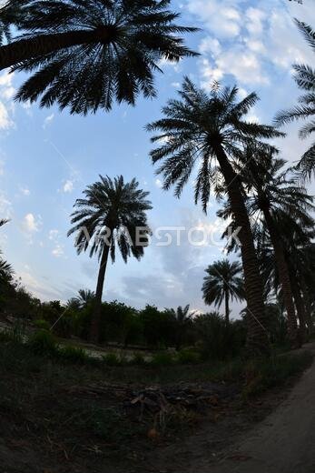 Date palm , tree of the palm family cultivated for its sweet edible fruits. The date palm has been prized from remotest antiquity. Date palm , tree of the palm family cultivated for its sweet edible fruits. The date palm has been prized from remotest antiquity.