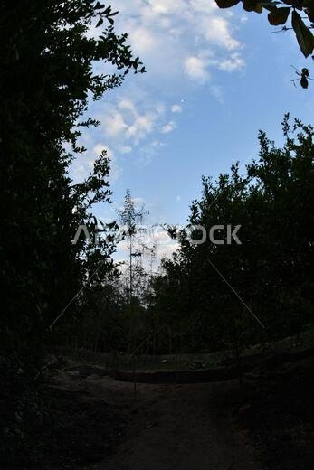نخيل التمر، شجرة من فصيلة النخيل تُزرع لثمارها الحلوة الصالحة للأكل. وقد حظي نخيل التمر بتقدير كبير منذ أقدم العصور.