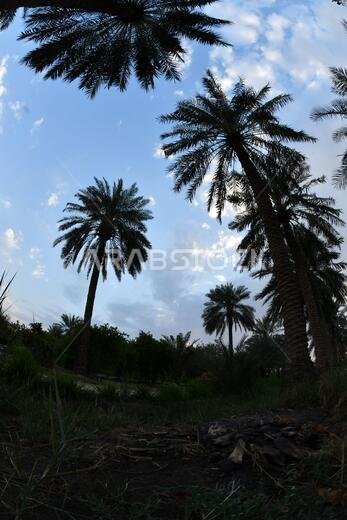 نخيل التمر، شجرة من فصيلة النخيل تُزرع لثمارها الحلوة الصالحة للأكل. وقد حظي نخيل التمر بتقدير كبير منذ أقدم العصور. نخيل التمر، شجرة من فصيلة النخيل تُزرع لثمارها الحلوة الصالحة للأكل. وقد حظي نخيل التمر بتقدير كبير منذ أقدم العصور.