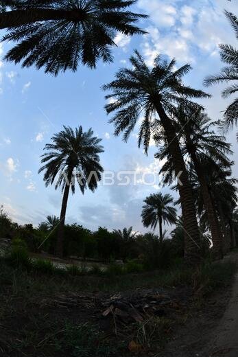 نخيل التمر، شجرة من فصيلة النخيل تُزرع لثمارها الحلوة الصالحة للأكل. وقد حظي نخيل التمر بتقدير كبير منذ أقدم العصور.