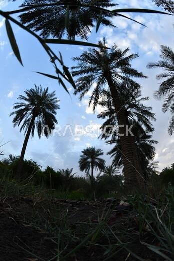 Date palm , tree of the palm family cultivated for its sweet edible fruits. The date palm has been prized from remotest antiquity.