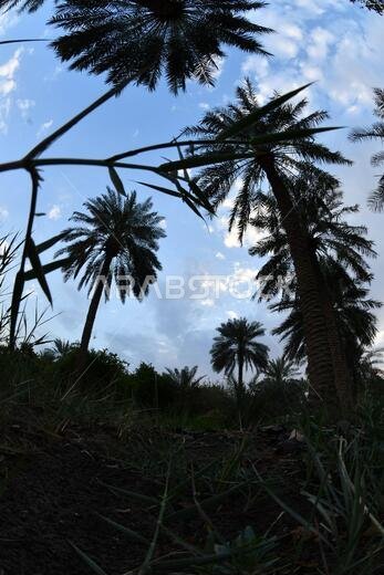 نخيل التمر، شجرة من فصيلة النخيل تُزرع لثمارها الحلوة الصالحة للأكل. وقد حظي نخيل التمر بتقدير كبير منذ أقدم العصور.
