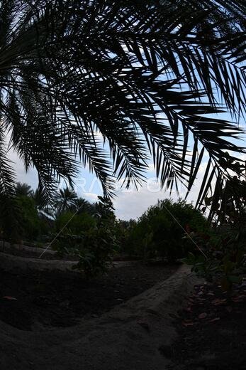 Date palm , tree of the palm family cultivated for its sweet edible fruits. The date palm has been prized from remotest antiquity.
