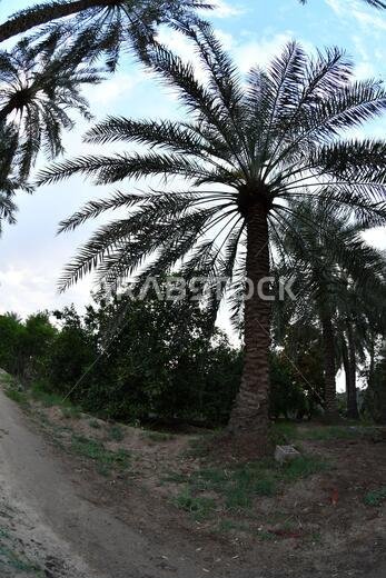 Date palm , tree of the palm family cultivated for its sweet edible fruits. The date palm has been prized from remotest antiquity.