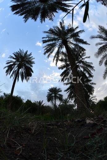 نخيل التمر، شجرة من فصيلة النخيل تُزرع لثمارها الحلوة الصالحة للأكل. وقد حظي نخيل التمر بتقدير كبير منذ أقدم العصور.