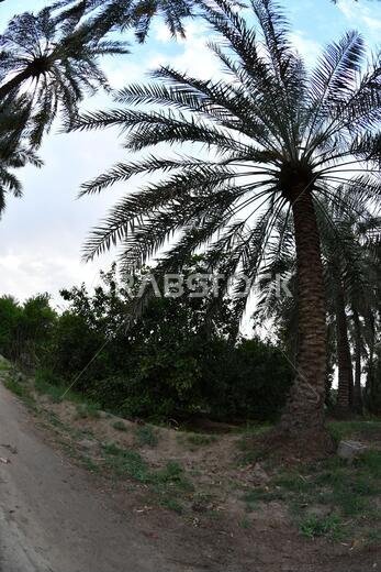 Date palm , tree of the palm family cultivated for its sweet edible fruits. The date palm has been prized from remotest antiquity.