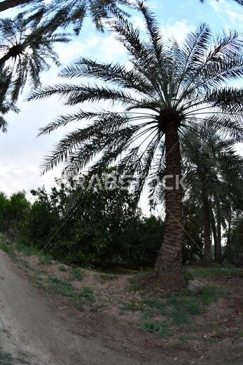 Date palm , tree of the palm family cultivated for its sweet edible fruits. The date palm has been prized from remotest antiquity.
