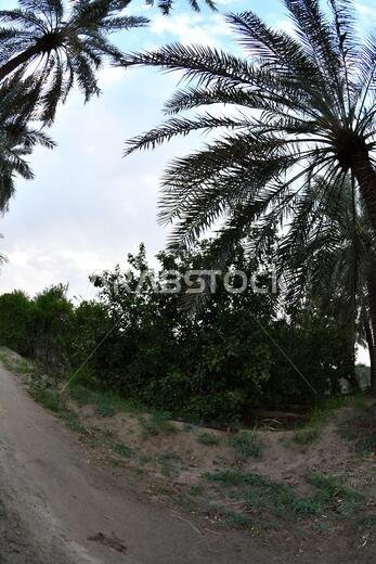Date palm , tree of the palm family cultivated for its sweet edible fruits. The date palm has been prized from remotest antiquity.