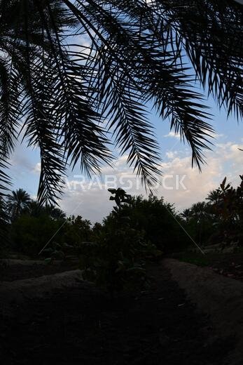 Date palm , tree of the palm family cultivated for its sweet edible fruits. The date palm has been prized from remotest antiquity.