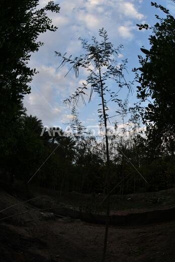 Date palm , tree of the palm family cultivated for its sweet edible fruits. The date palm has been prized from remotest antiquity.