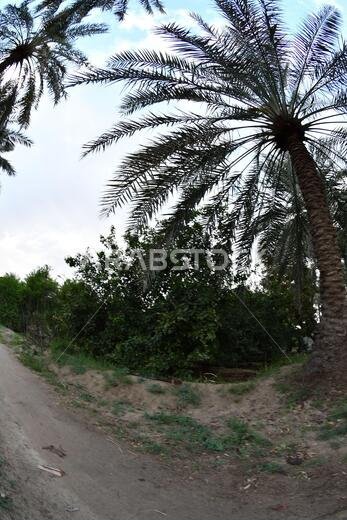 Date palm , tree of the palm family cultivated for its sweet edible fruits. The date palm has been prized from remotest antiquity.