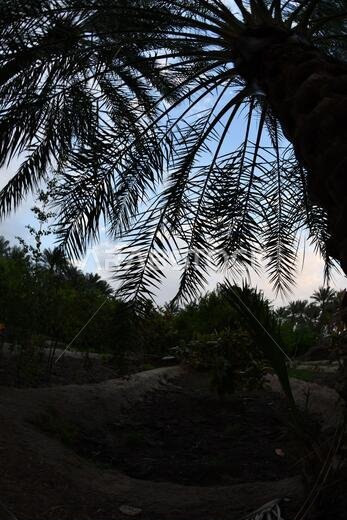 نخيل التمر، شجرة من فصيلة النخيل تُزرع لثمارها الحلوة الصالحة للأكل. وقد حظي نخيل التمر بتقدير كبير منذ أقدم العصور.