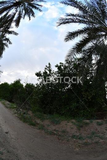 نخيل التمر، شجرة من فصيلة النخيل تُزرع لثمارها الحلوة الصالحة للأكل. وقد حظي نخيل التمر بتقدير كبير منذ أقدم العصور.