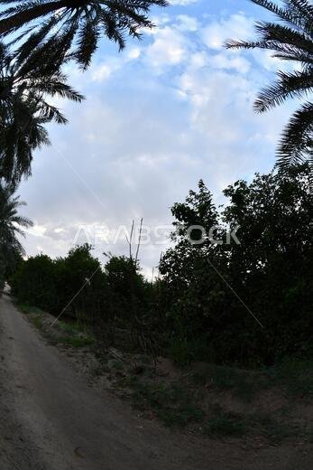 Date palm , tree of the palm family cultivated for its sweet edible fruits. The date palm has been prized from remotest antiquity.