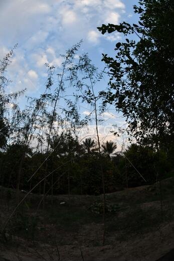 Date palm , tree of the palm family cultivated for its sweet edible fruits. The date palm has been prized from remotest antiquity.