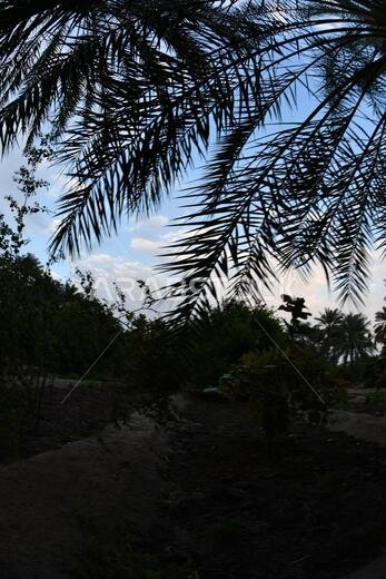 Date palm , tree of the palm family cultivated for its sweet edible fruits. The date palm has been prized from remotest antiquity.