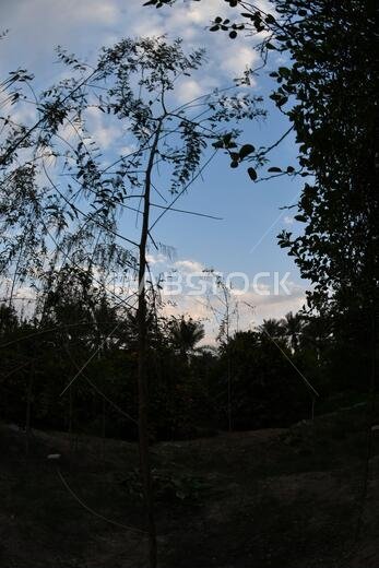 Date palm , tree of the palm family cultivated for its sweet edible fruits. The date palm has been prized from remotest antiquity.