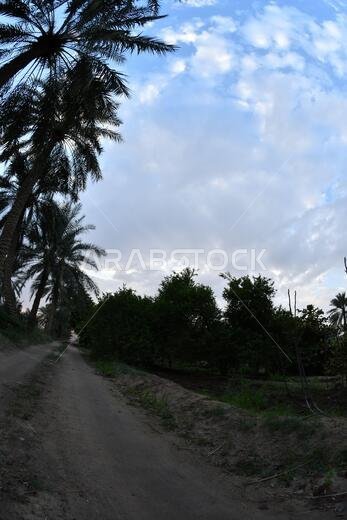 نخيل التمر، شجرة من فصيلة النخيل تُزرع لثمارها الحلوة الصالحة للأكل. وقد حظي نخيل التمر بتقدير كبير منذ أقدم العصور.