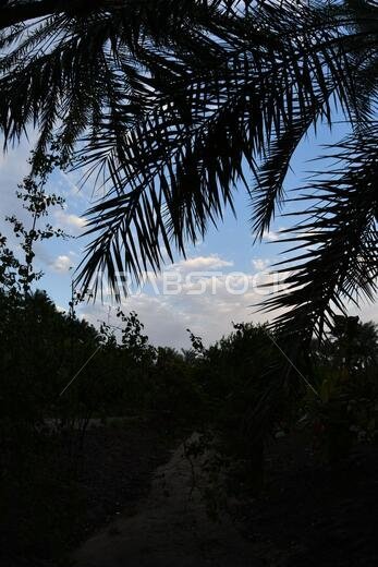 Date palm , tree of the palm family cultivated for its sweet edible fruits. The date palm has been prized from remotest antiquity.