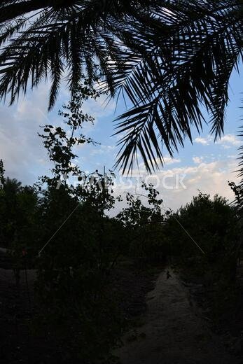 Date palm , tree of the palm family cultivated for its sweet edible fruits. The date palm has been prized from remotest antiquity.