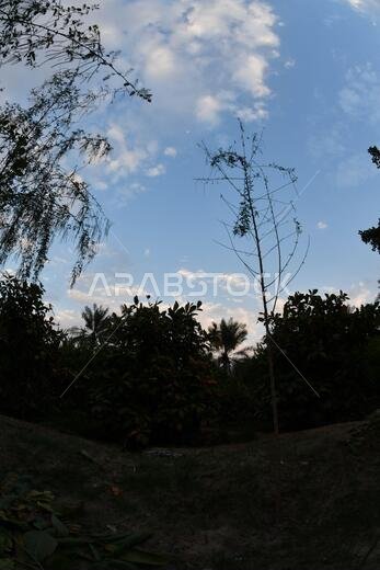 Date palm , tree of the palm family cultivated for its sweet edible fruits. The date palm has been prized from remotest antiquity.