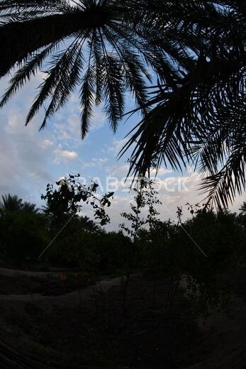 نخيل التمر، شجرة من فصيلة النخيل تُزرع لثمارها الحلوة الصالحة للأكل. وقد حظي نخيل التمر بتقدير كبير منذ أقدم العصور.